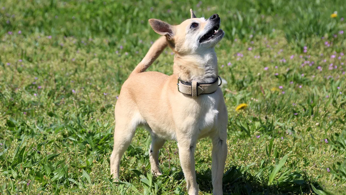 Foto Hund Gonzo im Stehen