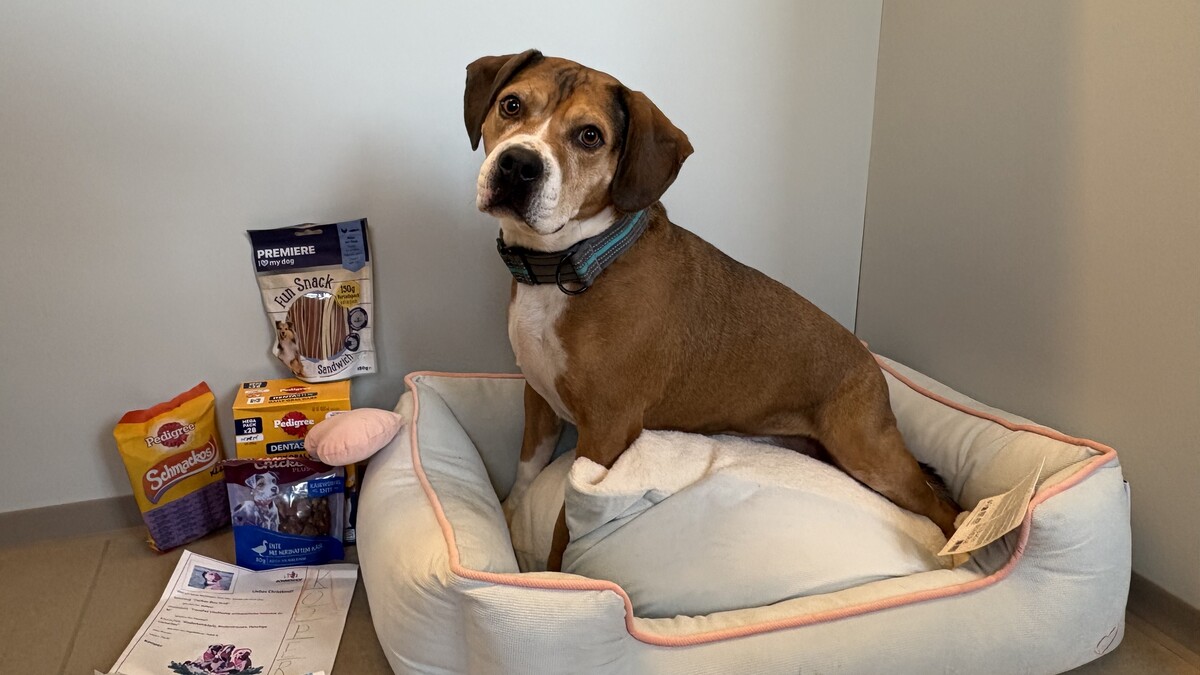 Sonnentier(e) beim Auspacken von Weihnachtsgeschenken