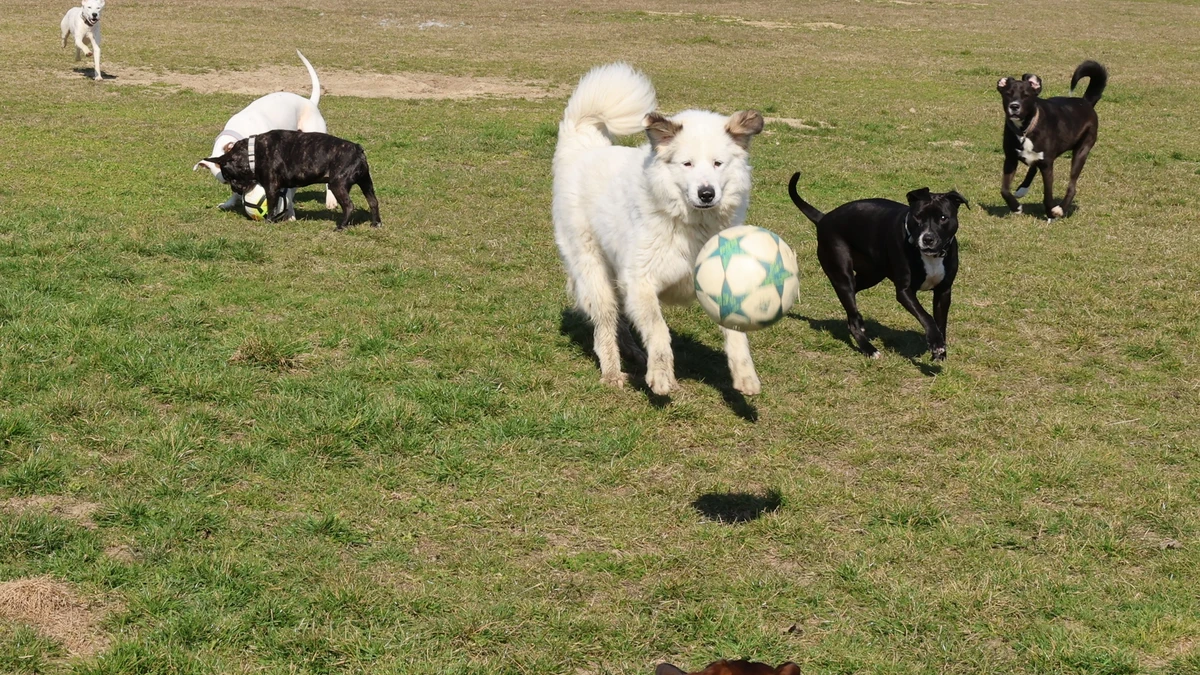Sonnenhunde beim Ballspiel