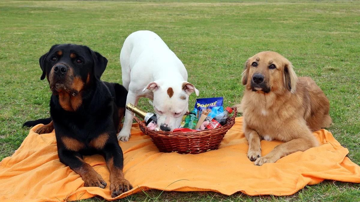 Sonnentiere beim Picknicken