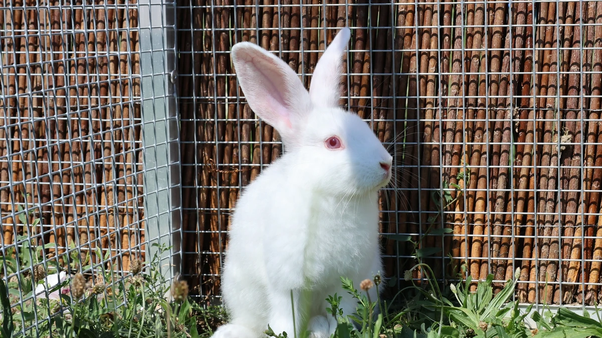 Kaninchen Sisu