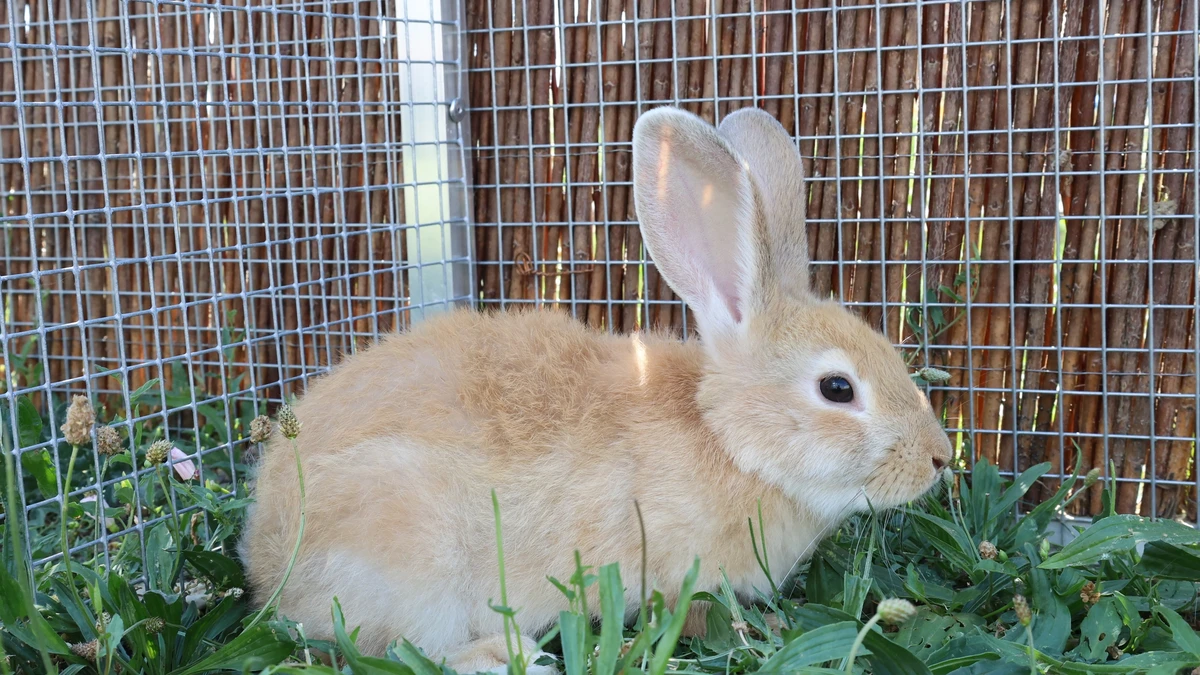 Tuck, Kaninchen