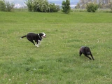 Foto Hunde Luna & Speedy