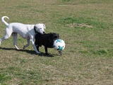 Sonnenhunde beim Ballspiel