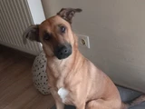 kira