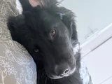 Balou