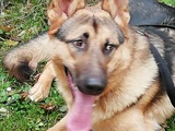 Bronko