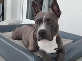 Kira