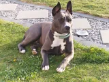 Kira