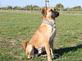 brauner rüde