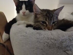 © UrheberIn Chewy und Tom