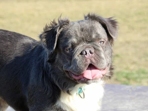 Foto des Sonnenhundes Duke