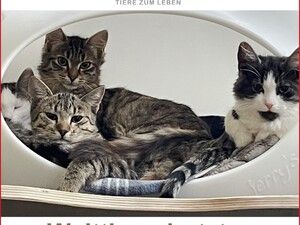 © Landestierschutz Burgenland Bild von mehreren Katzen in einer Katzenhöhle