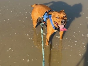 Rico