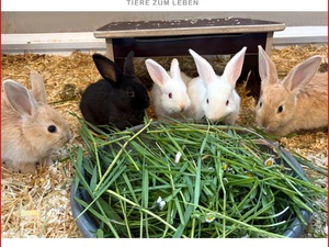 Junge Kaninchen fressen Grünfutter