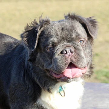 Foto des Sonnenhundes Duke