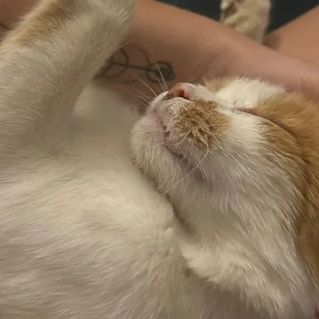 © UrheberIn Herr Gerti