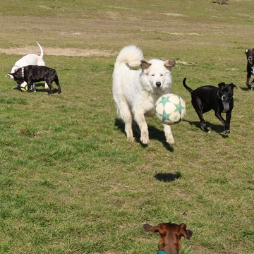 Sonnenhunde beim Ballspiel