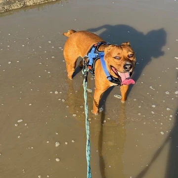 Rico