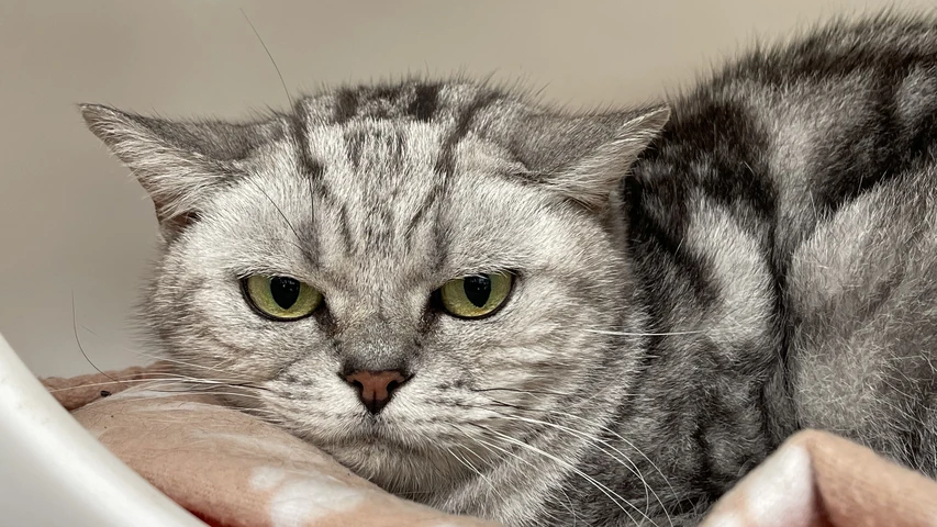 grau getigerte katze