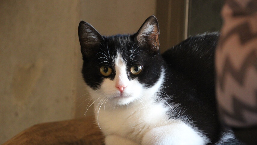 schwarz weiße katze