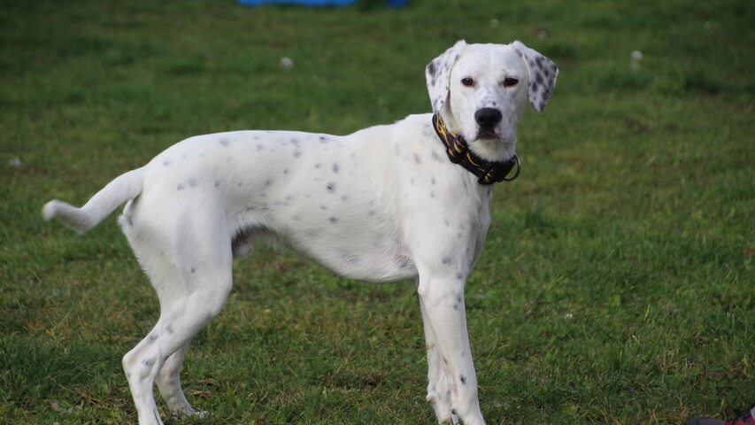 weiß mit schwarzen punkten hund