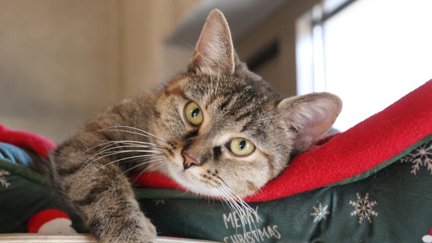 Braun getigerte Katze