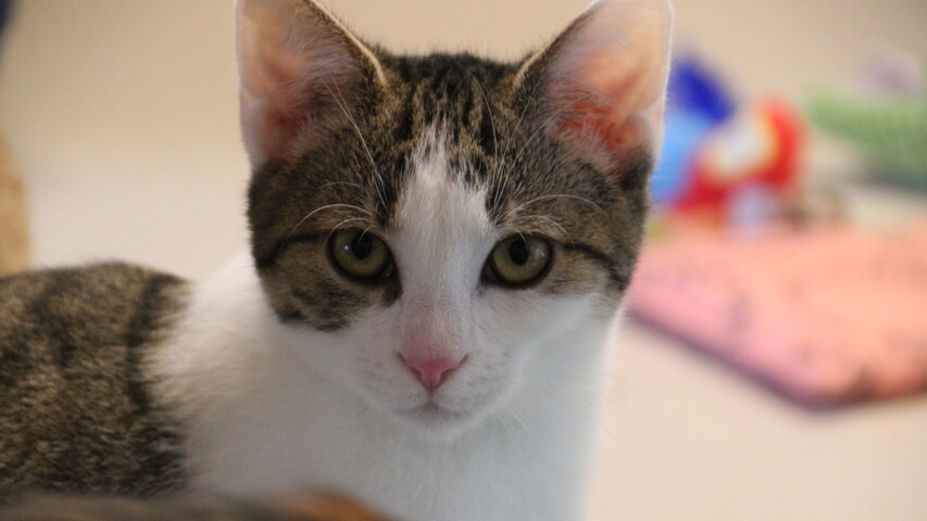 braun getigert weiße katze