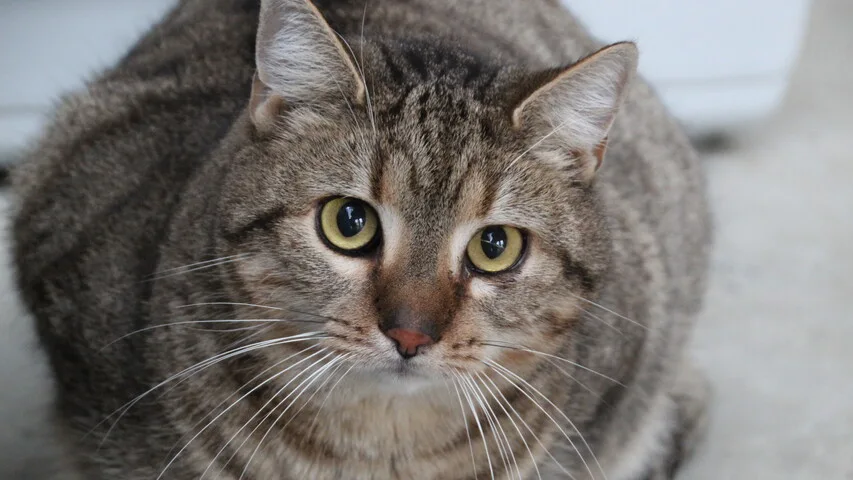 braungetigerte Katze