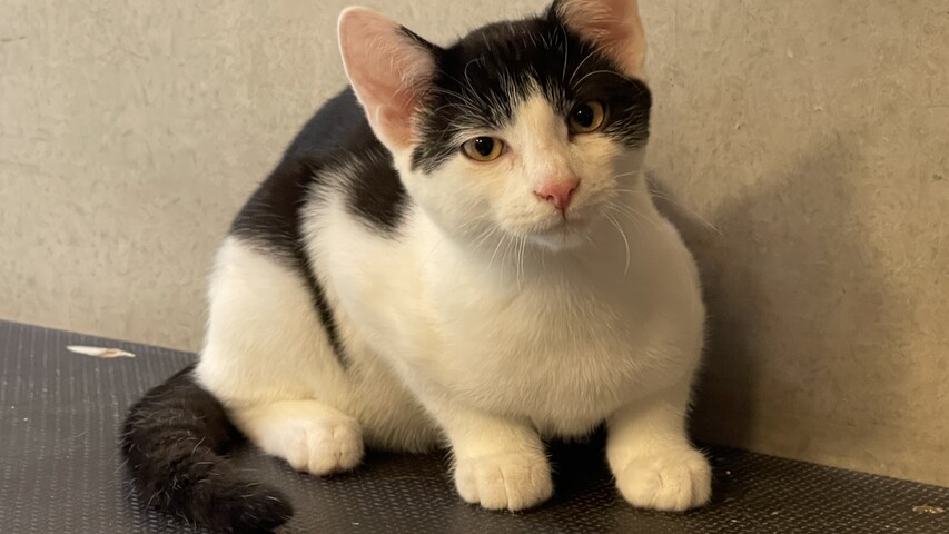 schwarz weiße katze