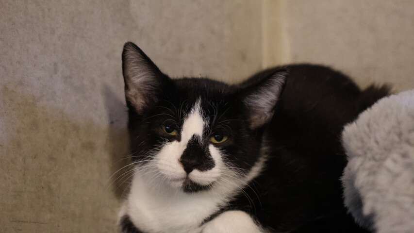 schwarz weiße katze