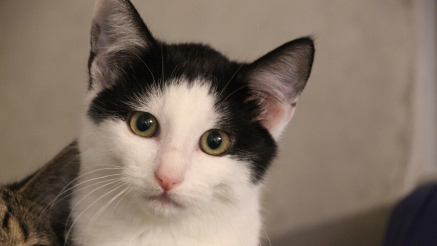 schwarz weiße katze