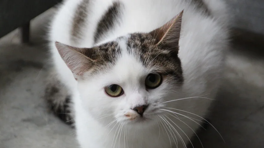 braun getigert weiße katze