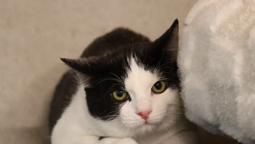 schwarz weiße katze