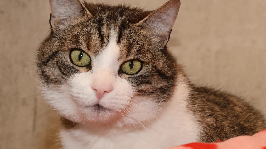 Foto von Katze Eisi