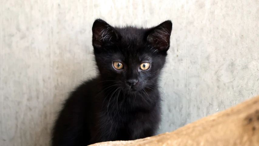Kater Gabriel