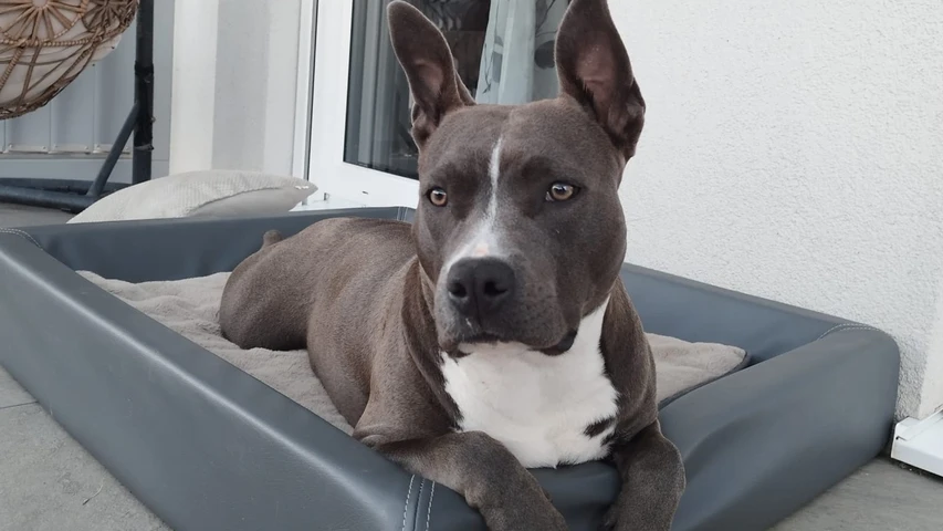 Kira