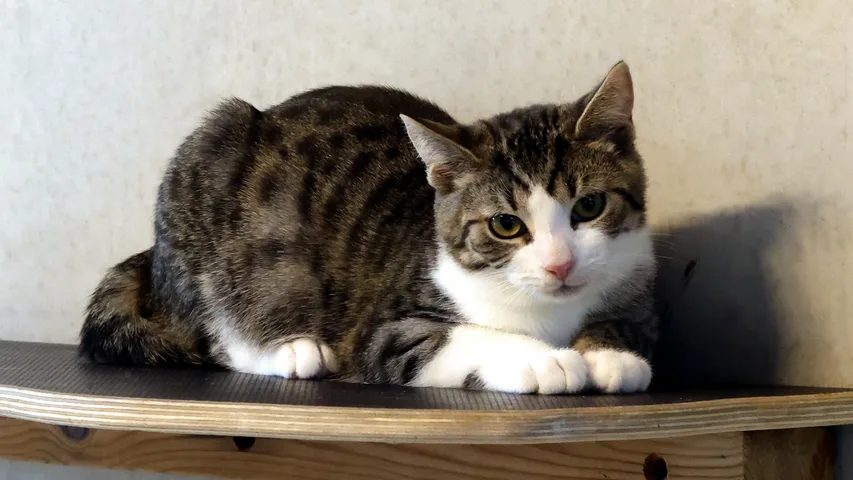 Oliver