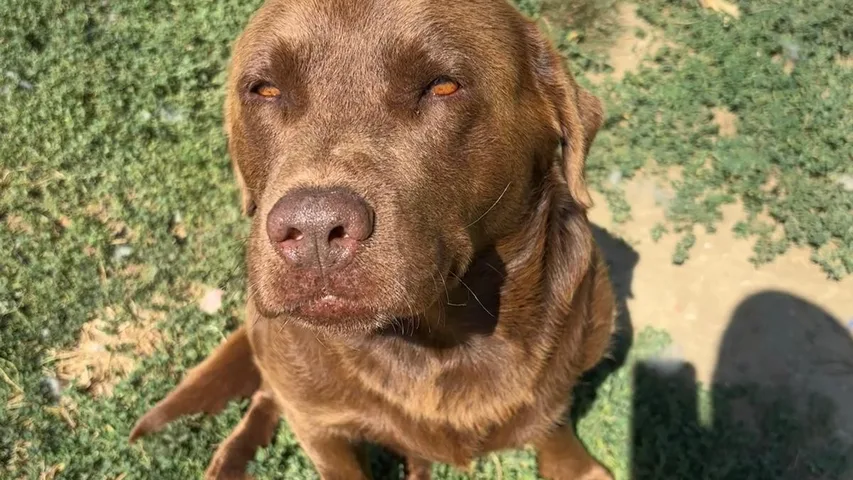 Hank