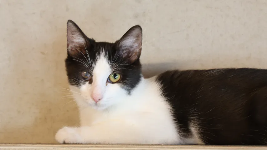 schwarz weiß kater