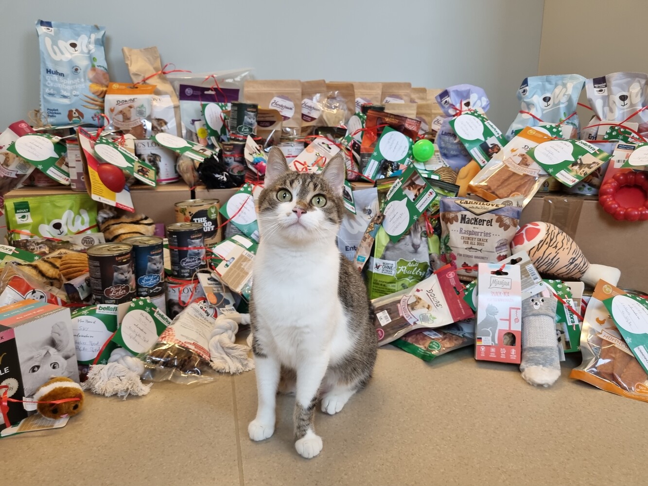 © Landestierschutz Burgenland Katze mit Spenden