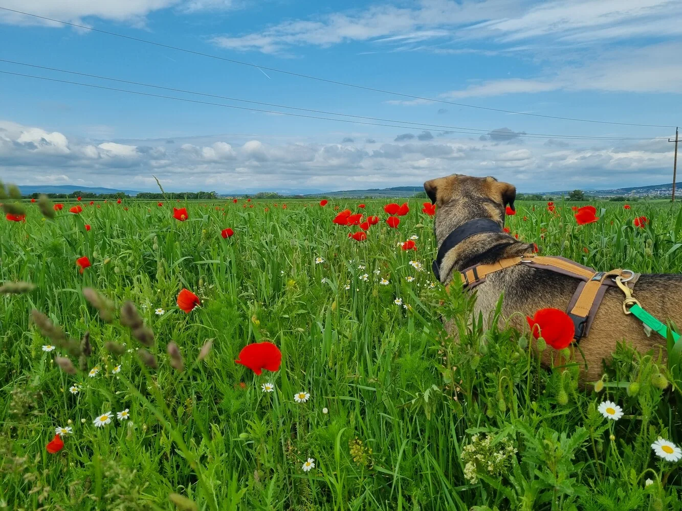 Foto Ozzy beim Spaziergang