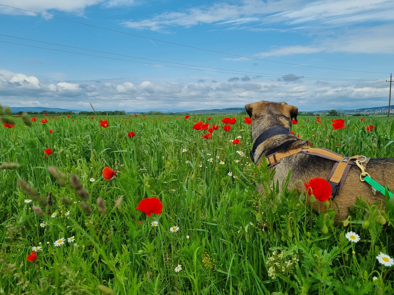 © Landestierschutz Burgenland Foto Ozzy beim Spaziergang