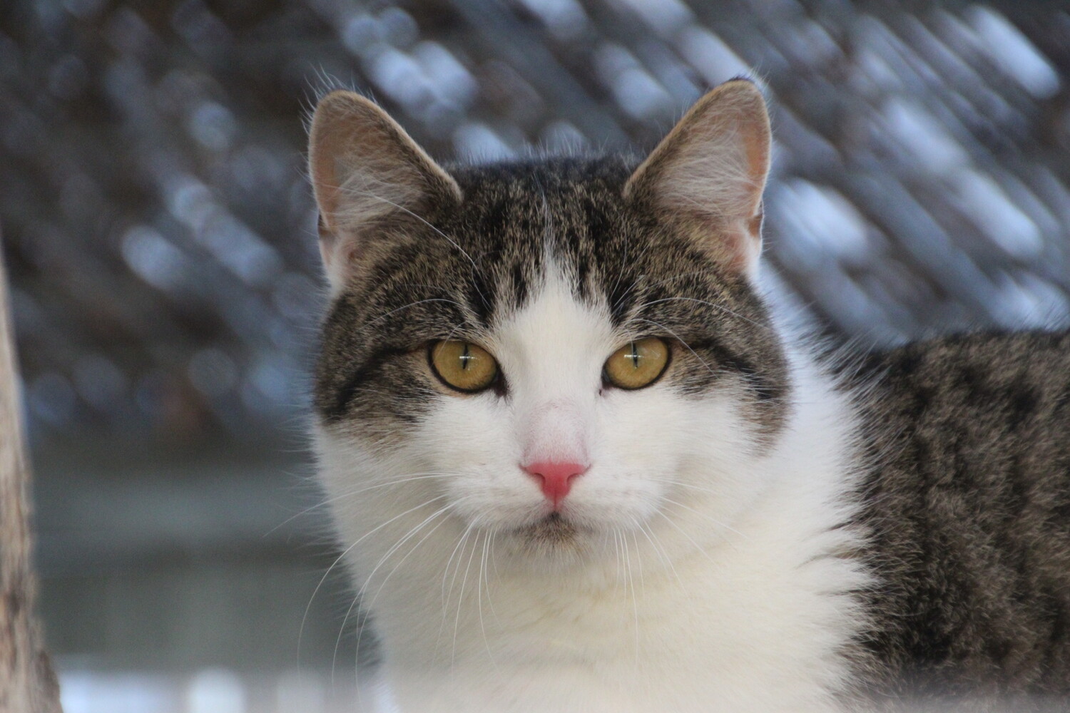 braun getigert weiße katze