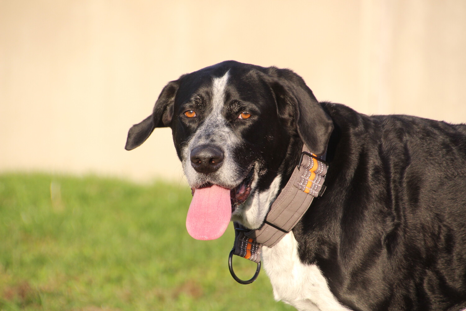 schwarz weißer hund