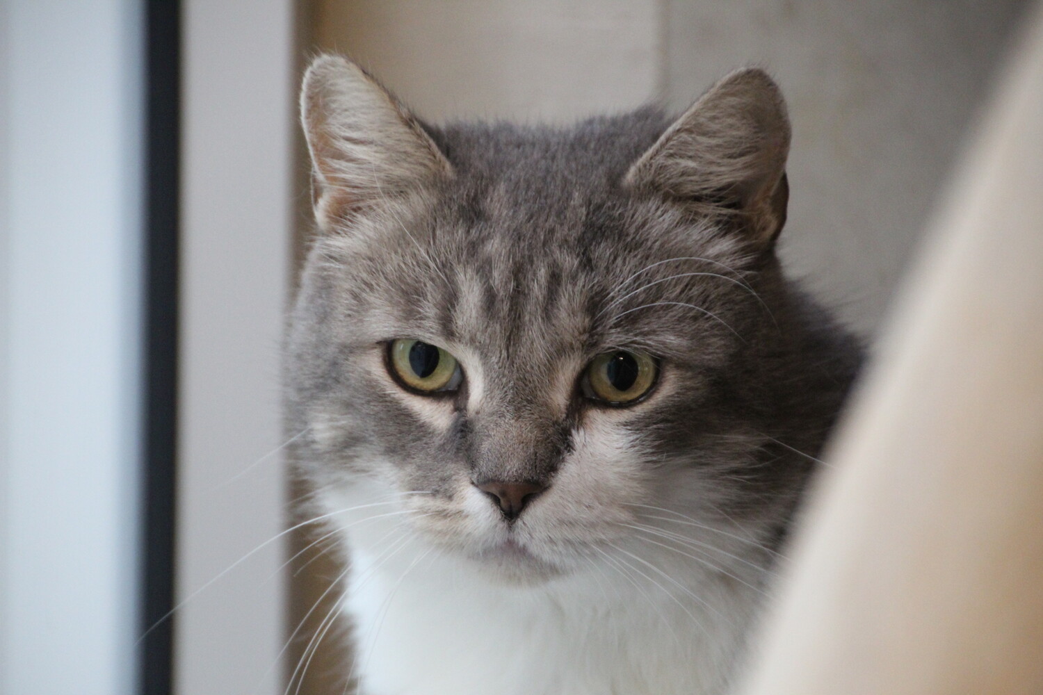 grau getigerte katze