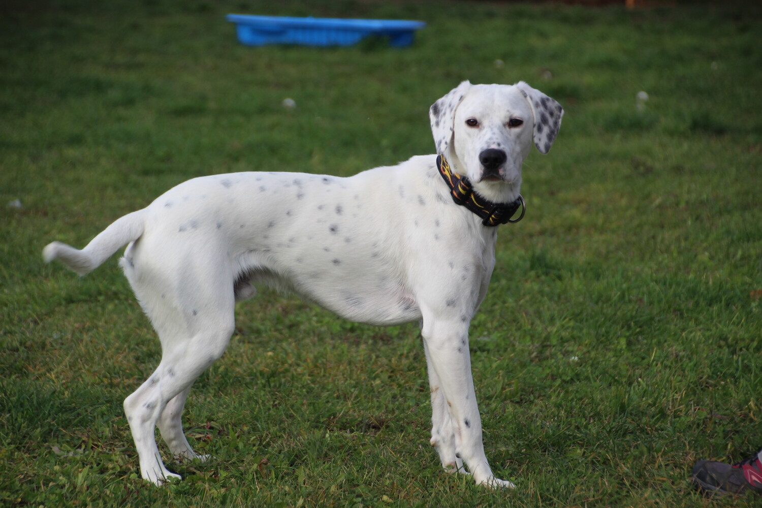 weiß mit schwarzen punkten hund