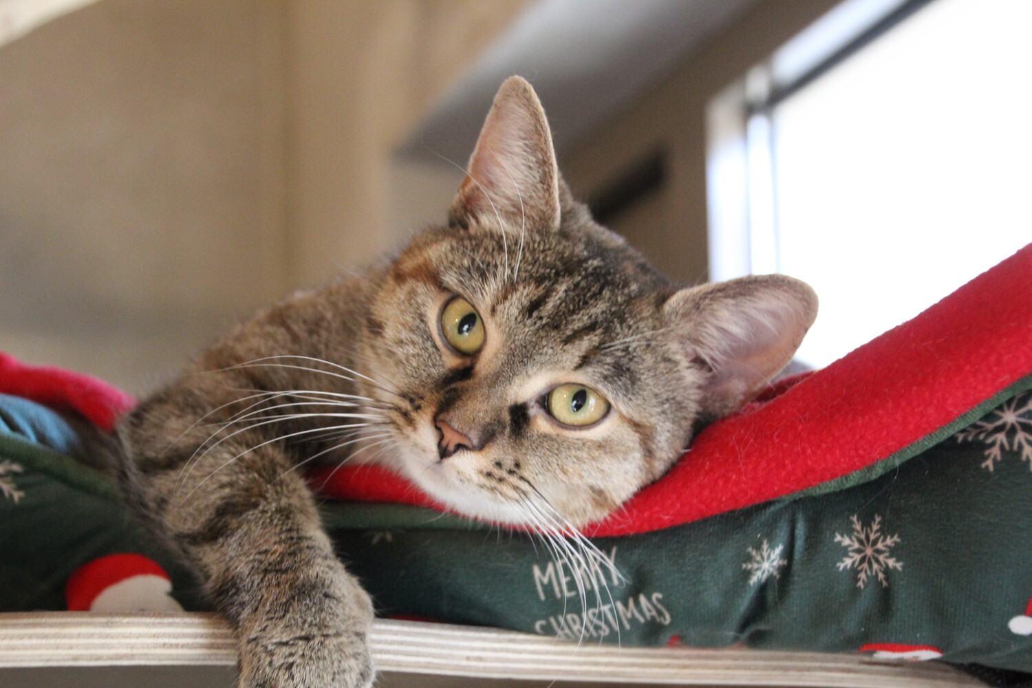 Braun getigerte Katze