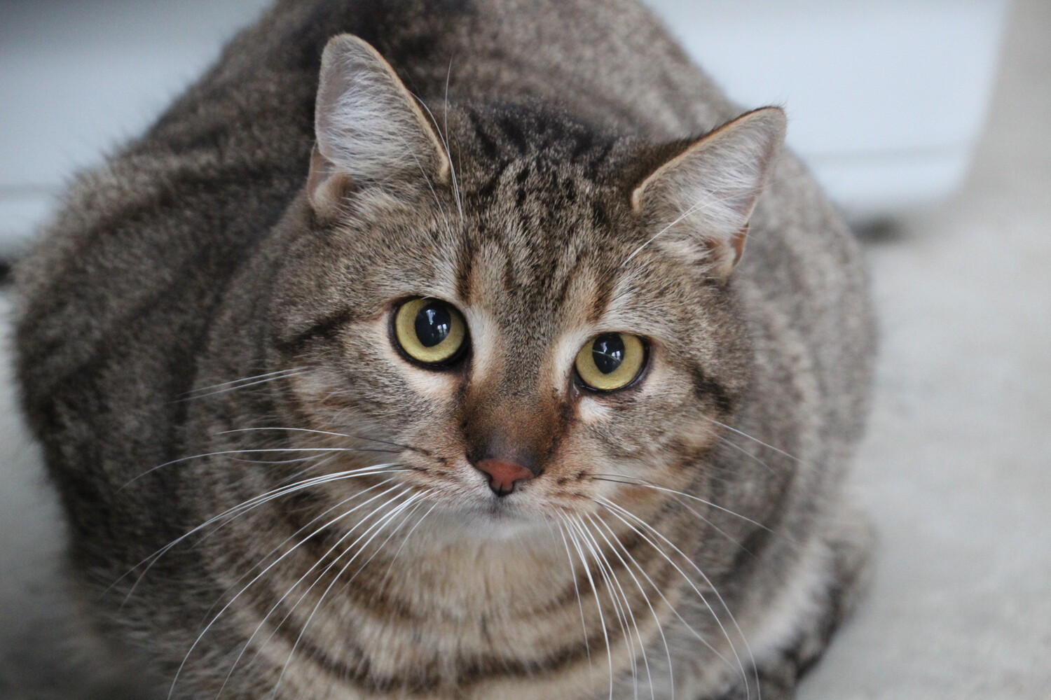 braungetigerte Katze