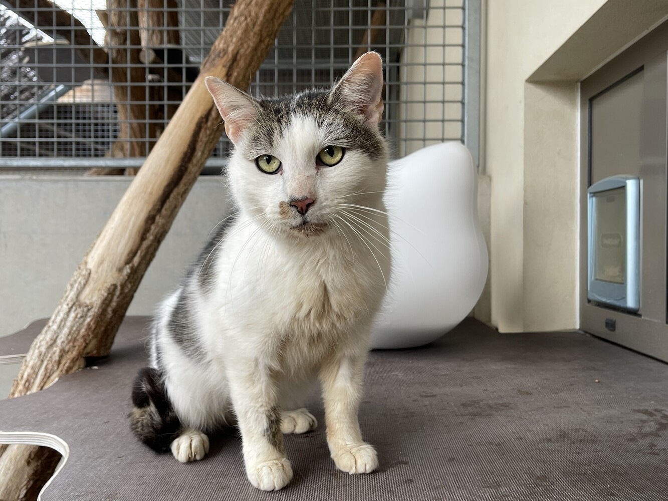 braun getigert weiße katze